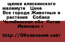 щенки аляскинского маламута › Цена ­ 20 000 - Все города Животные и растения » Собаки   . Челябинская обл.,Катав-Ивановск г.